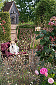 Sitzplatz neben Hortensie, Rose und Krätzkraut, Hund Zula liegt auf Decke