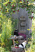 Kleine Sitzecke zwischen Apfelbaum und Gartenhaus, Bank mit Fell und Decke neben Goldrute, Korb mit Äpfeln und Hunde Zula und Paula