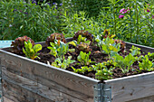 Raised bed with various salads, chard, kohlrabi, celery, and radishes in early summer