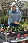 Frau verteilt Gemüse-Jungpflanzen im Hochbeet