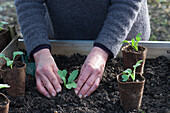 Woman plants young radish plants grown in peat pots in the raised bed