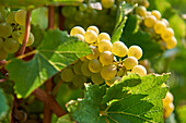 Chardonnay champagne grappes