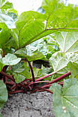 Rhubarb plant