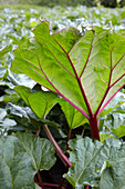 Rhubarb plant