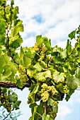 White grapes on a vine