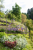Weingarten mit jungen Rebstöcken und Unterpflanzung aus blühendem Salbei, Margeriten, sowie weiteren Pflanzen
