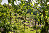 Weingarten mit jungen Rebstöcken und Unterpflanzung