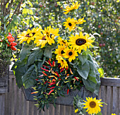 Sunflowers and chilli 'Basket of Fire' in the balcony box