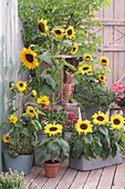 Spätsommer-Terrasse mit Sonnenblumen, Zinnien, Geranien, Zitronenthymian und Oregano 'Compactum'