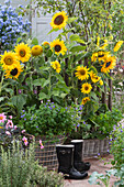 Körbe mit Sonnenblumen, Amethyst-Veilchenbusch 'Blue Lady' und Dahlie, schwarze Gummistiefel