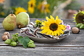 Blütenköpfe von Sonnenblumen und Phlox als Serviettendekoration, Birnen, Hopfendolden und Walnüsse auf dem Tisch