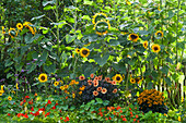 Late summer bed with sunflowers, dahlia Mystic 'Spirit', yellow sun hat 'Goldsturm' 'Little Goldstar' and nasturtiums