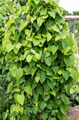 Pipevine on a climbing frame