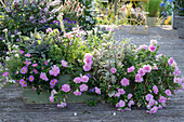 Balcony box in pink tones: Petunia 'Sugar Candy', sage 'Tricolor' 'Purpurascens', blue daisies and elf mirror, behind it shrub basil 'Magic Blue