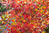 Federbuschstrauch mit leuchtendem Herbstlaub