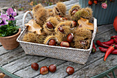 Herbstterrasse: Korb mit Maronen mit Maronenhüllen, Topf mit Stiefmütterchen und Peperoni