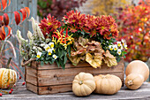 Autumn chrysanthemum, horn violets, purple bells, edible ornamental pepper 'Medusa' syn. 'Naschzipfel' and Chinese foolscap in a wooden box, pumpkins