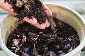 Put hyacinth bulbs in a pot in autumn