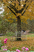Baumbank als Sitzplatz im Herbst unter Linde, Katze klettert auf der Lehne
