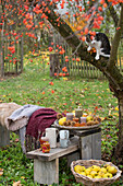 Bench with fur seat and blankets as a seat under the ornamental apple tree, basket with candles, quinces and chestnuts, basket with apple quinces, cat climbing in the tree