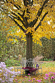 Baumbank mit Decke als Sitzplatz im Herbst unter Linde