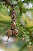 Larch branch with cones