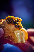 Gebackene Kartoffeln mit Kaviar