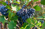 champagne area, pineau noir, grapes, harvest