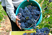 Pinot noir grapes being harvested, Champagne, France