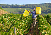 Pinot Noir Trauben werden geerntet, Champagne, Frankreich