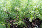 Tuberous fennel in the vegetable bed