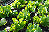 Sugarloaf lettuce 'Uranus' in the vegetable patch