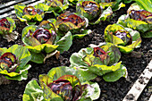 Radicchio-Salat in Reihen im Beet