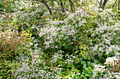 Nature garden in September with wood aster and dapple weed