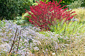 Indian summer in the natural garden: winged spindle shrub with bright red leaves, large-flowered beauty aster and grasses