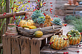 Sweet Dumpling' pumpkins and ornamental pumpkins with echeveria and rose hips as autumn decoration