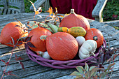 Various pumpkins and corn on the cob on a wicker bowl