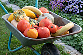 Harvested pumpkins in wheelbarrow: Hokkaido pumpkins, acorn squash, snake gourd, Hungarian blue and Sweet Dumpling edible pumpkin