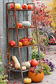 Kürbisse im Regal auf der Terrasse, dekoriert mit Hagebutten, Zieräpfeln und Fruchtständen vom Pfaffenhütchen