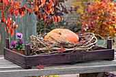 Tying a garland of budding heather: Pumpkin with garland of budding heather in wreath of vines