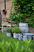 Spätsommer-Arrangement an der Scheune mit Buchs und Fetthenne in Zinktöpfen, Wein an der Scheunenwand