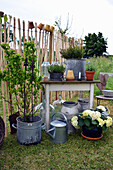 Arrangement mit Zinkgefäßen, Hortensie, Lavendel und Korkenzieherhasel am Raumteiler im Garten