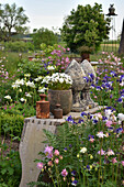 Early summer in the garden with flowering aquilegia and decorative stone pine cones