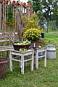Frühherbst im Garten mit Herbstchrysantheme in Holzkiste und Korb mit frisch gepflückten Äpfeln