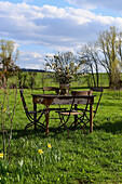 Bouquet of cherry blossoms on old wooden table