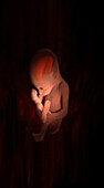 Left-Frontal View of Fetus, 24 Weeks