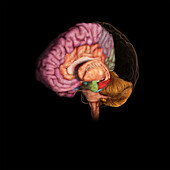 Brain, Entorhinal Cortex