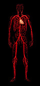 Circulatory System, Male Figure