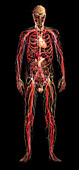 Systems of the Human Body, Male Figure