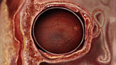 Eye, Coronal Section